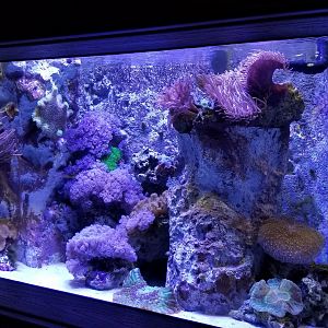 Electric City - Anemone, snail tank