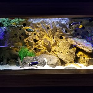 Electric City - Cichlid tank