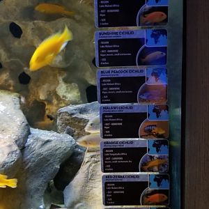 Electric City - Cichlid tank species list