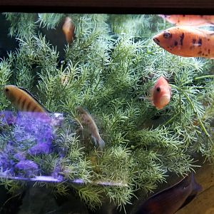 Electric City - Cichlids