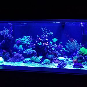 Electric City: Corals and shrimp tank
