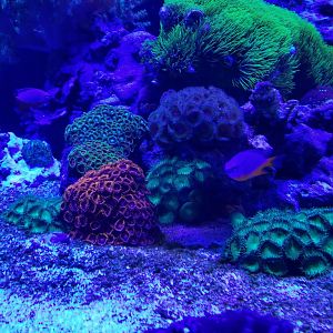 Electric City: Corals and shrimp tank, unsigned fish