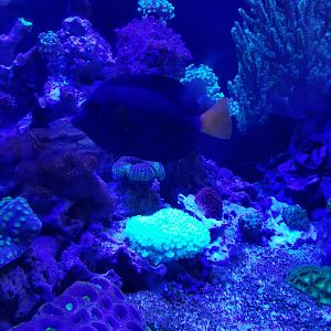 Electric City: Corals and shrimp tank, unsigned fish
