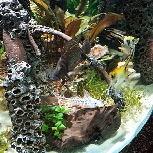 Electric City - unsigned fish in Koi Angelfish tank