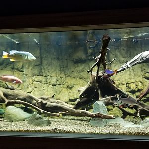 Electric City - last tank