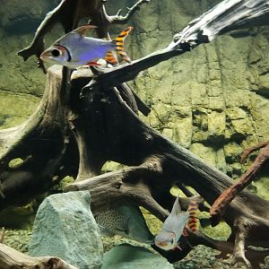 Electric City - Flagtail Prochilodus, Semaprochilodus insignis