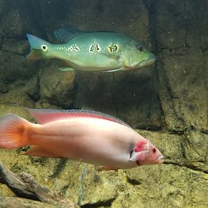 Electric City - Peacock Bass, Cichla sp, Red Pike Cichlid, Crenicichla lugubris