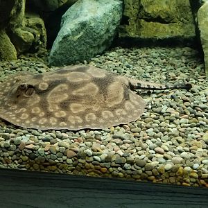 Electric City - last tank, unsigned ray