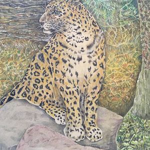 Female Amur Leopard