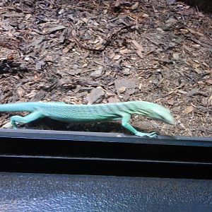 Lizard ID