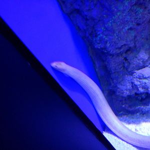 Olive Sea Snake