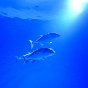 Bluefin Trevally