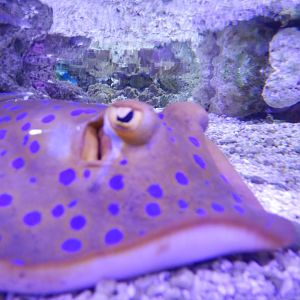 Bluespotted Lagoon Ray