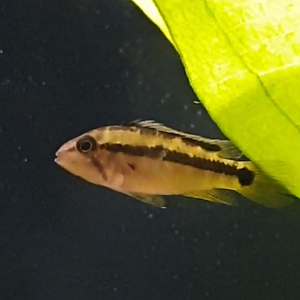 Apistogramma atahualpa
