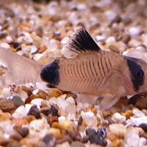 Corydoras panda