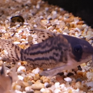 Corydoras schwartzi