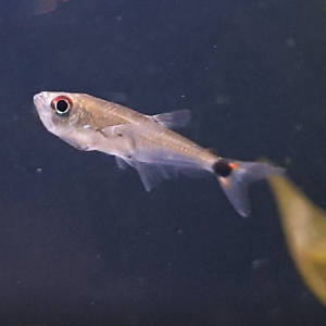 Gnathocharax steindachneri