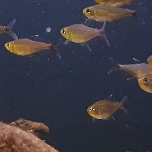 Hemigrammus species "Yurimaguas"