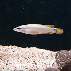 Crenicichla compressiceps