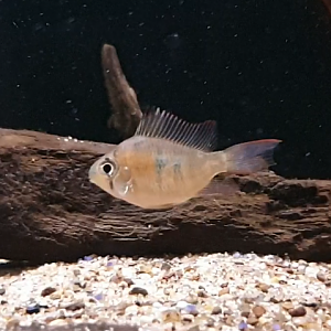 Mikrogeophagus species "two-spot