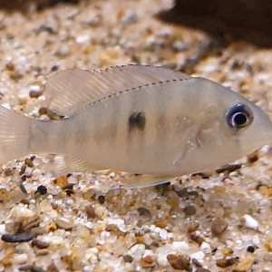 Gymnogeophagus balzanii