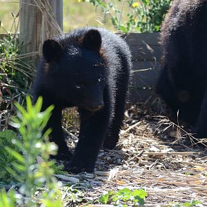 Moon Bear Cub 'Baloo' 12/07/2020