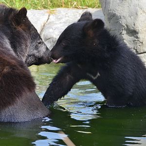 Moon Bear Cub 'Baloo' 12/07/2020