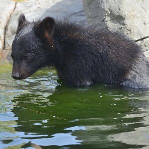 Moon Bear Cub 'Baloo' 12/07/2020