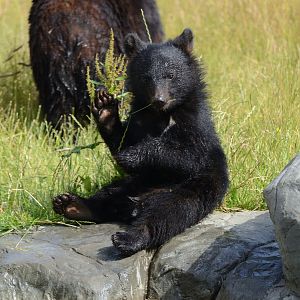 Moon Bear Cub 'Baloo' 12/07/2020