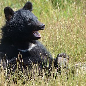 Moon Bear Cub 'Baloo' 12/07/2020