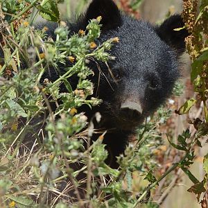 Moon Bear Cub 'Baloo' 12/07/2020