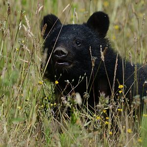 Moon Bear Cub 'Baloo' 12/07/2020