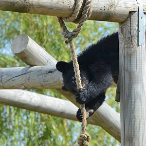 Moon Bear Cub 'Baloo' 12/07/2020
