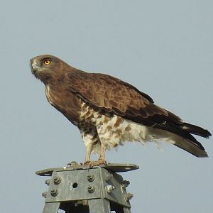 Short-toed Snake Eagle