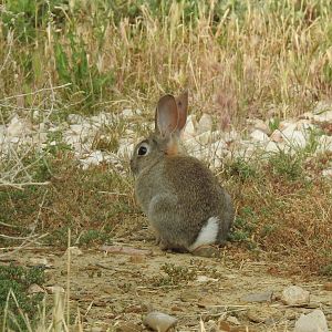 European Rabbit