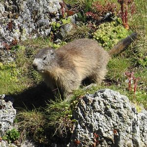 Alpine Marmot