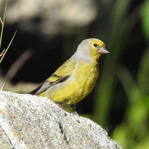 Citril Finch