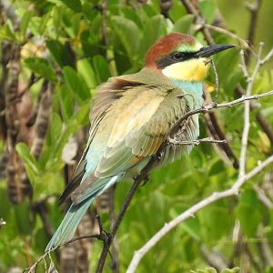 European Bee-eater