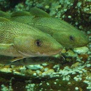 Atlantic Cod
