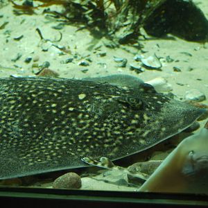 Thornback Ray