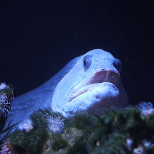 Atlantic Wolffish