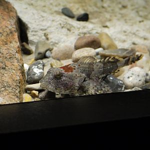 Shorthorn Sculpin