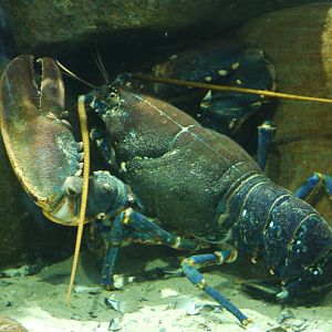 European Lobster