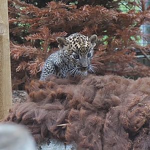Cute Sri Lankan Leopard Cubs at Banham Zoo! - YouTube