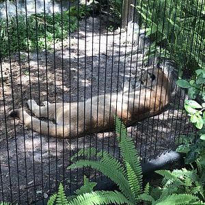 Florida Panther (Puma Concolor Couguar)