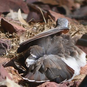 Bar-shouldered dove sunning.