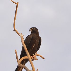 Black falcon.