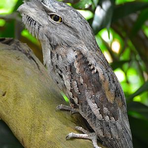 Tawny frogmouth.