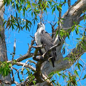 White-bellied sea-eagle.