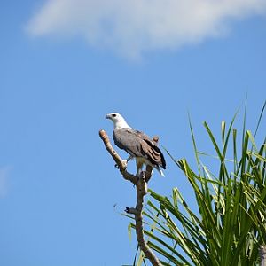 White-bellied sea-eagle.